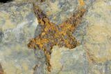 Starfish (Petraster?) Fossil Multiple Plate - Ordovician #100123-2